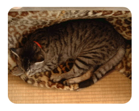 にゃんころ写真